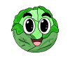 Head cabbage cabbage