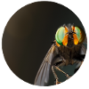 Fly Macro