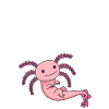 Axolotl