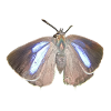 Purple hairstreak