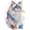 Ragdoll