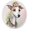 Whippet