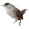 Mönchsgrasmückenmännchen
