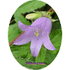 Summer Bell