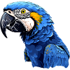 Hyacinth Macaw