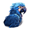 Hyacinth Macaw
