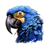 Hyacinth Macaw
