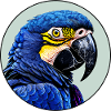 Hyacinth Macaw