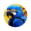 Hyacinth Macaw