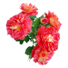 Red rose bush