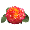 Red SPRING ROSE