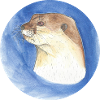 230628 otter 3