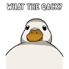 Lustige Ente Spruch Enten Humor What the qack