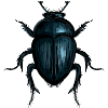 Mistkäfer