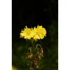 Evening primrose.
