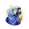 Hyacinth Macaw