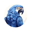 Hyacinth Macaw