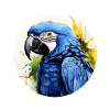 Hyacinth Macaw