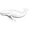 Sperm whale