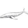 Sperm whale