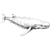 Sperm whale
