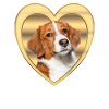 Kooikerhondje - Dog lovers - Dogs Heart