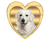 Kuvasz - Dog Lover - Dog Heart