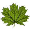 Érable / Feuille