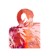 Flamingos