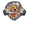 Dog Golden Retriever Dog Owner