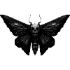 Giant "Skull Hawkmoth" Moth
