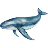 Sperm whale