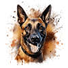 chien berger belge malinois