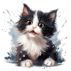 Black and white kitten