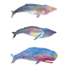 3 Whales
