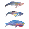 3 Autocollant Baleines