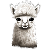 Alpaca fluffy and cute