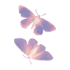 Schmetterling lila/rosa