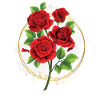 Roses Fleuriste Fleurs Roses