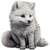 Polarfuchs Wald Tier Natur Fuchs