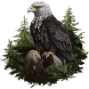 Weißkopfseeadler Adler Vogel Tier Wald