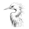 Heron