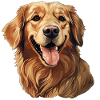 Friendly Golden Retriever Dog