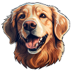 Golden Retriever Dog