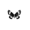 Schmetterling