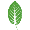 Beech leaf leaf / beech GREEN