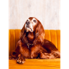 Irish Setter
