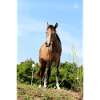 Affiche Cheval Cheval