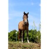Pferd Pferdeposter