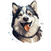 Alaskan Malamute Dog Painted